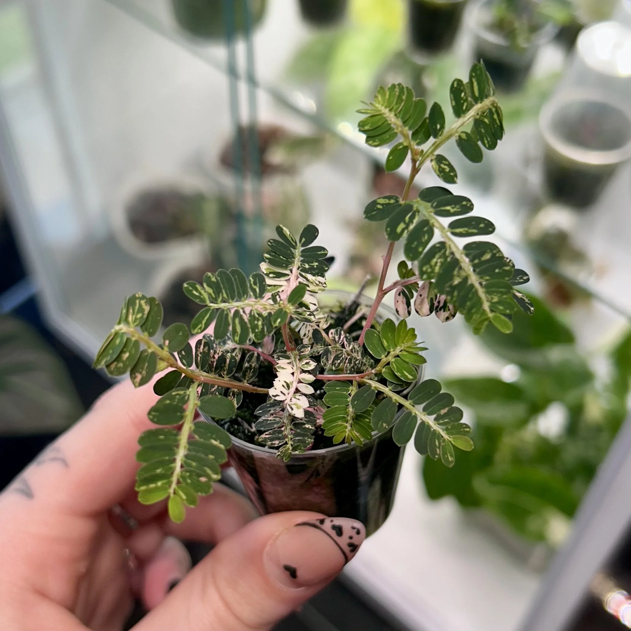 Phyllanthus urinaria 'Pink Variegated' — Savage Tropics